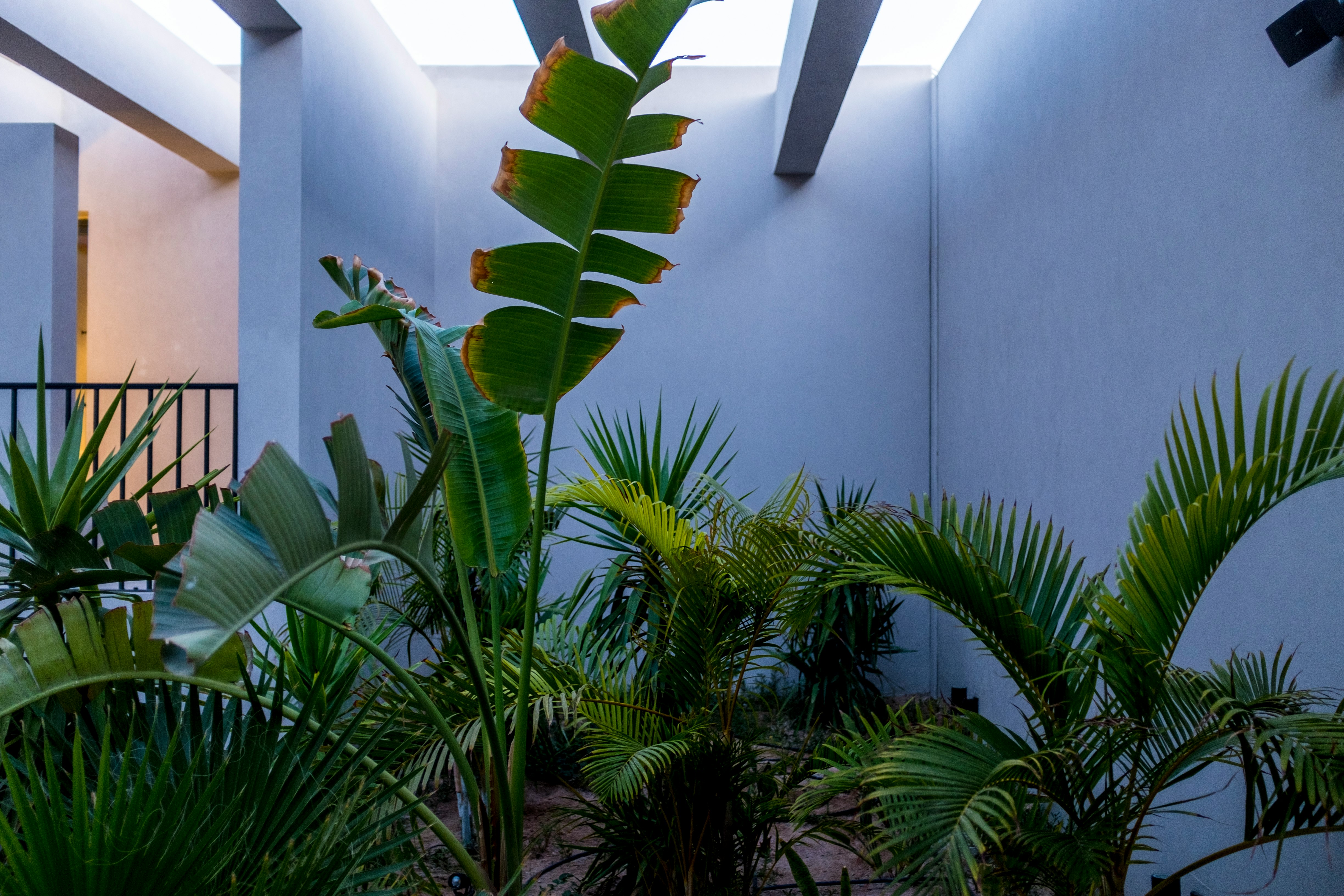 green palm plant near white wall